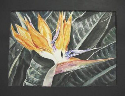 'Bird of Paradise' in Watercolor - Art & Buff